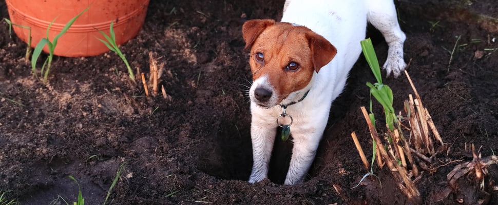 a jack russell digging up vegetables