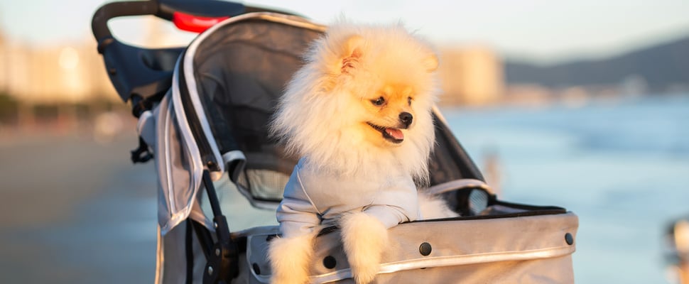 A Pomeranian poking out of a pram at golden hour.