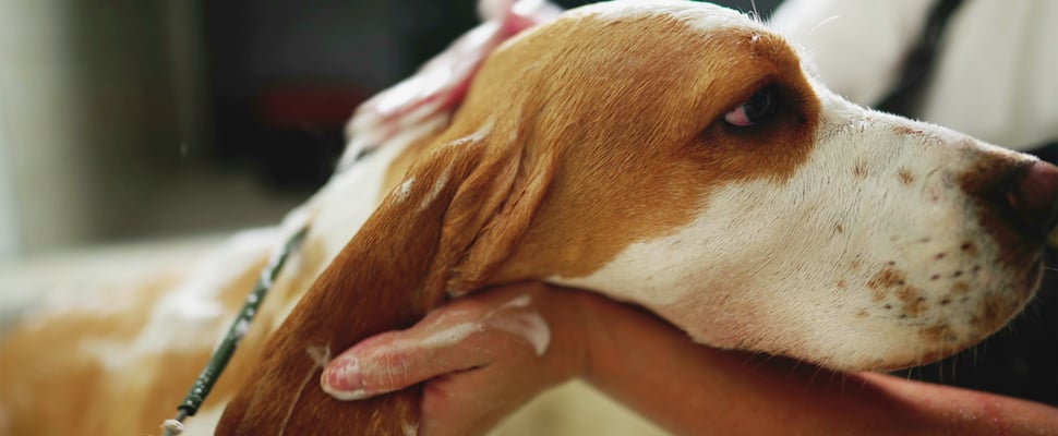 A close up shot of a beagle being washed.
