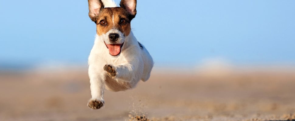 Jack Russell with pointed ears running in the air