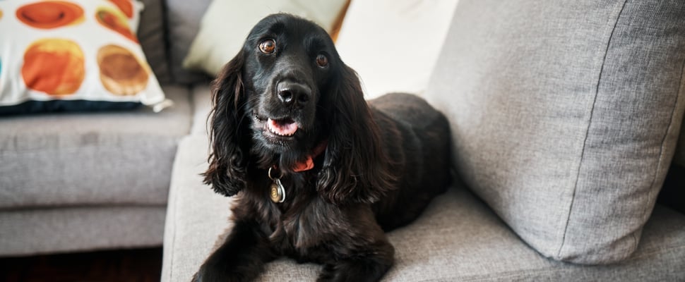 Black Cocker Spaniel lying on a couch