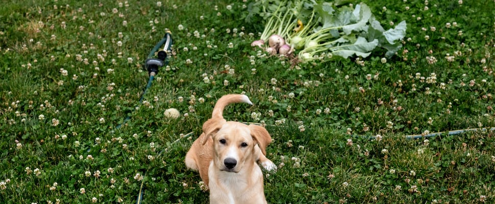 a dog laying on grass in front of a patch of turnips