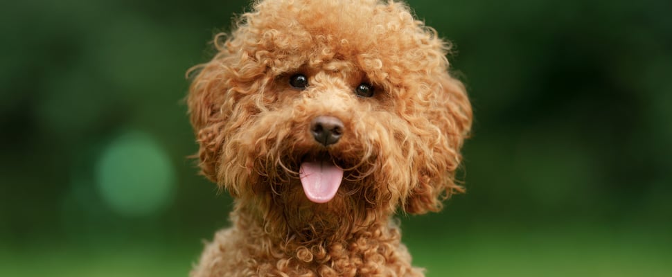 maltipoo looking a camera with tongue out