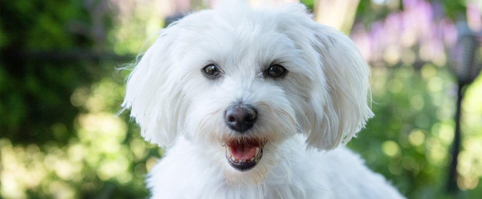 white maltipoo outside