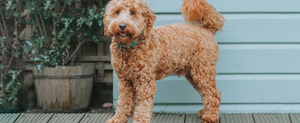 A cute cockapoo with a new haircut
