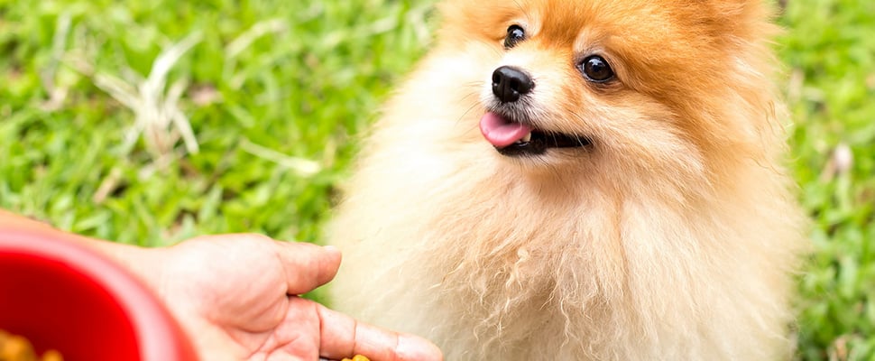 A Pomeranian sitting for a treat.
