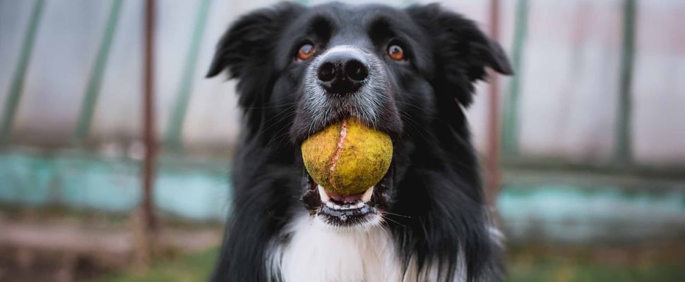 close up of border collie with yellow tennis ball in mouth