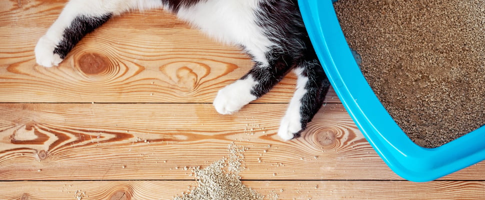 cat laying next to litterbox
