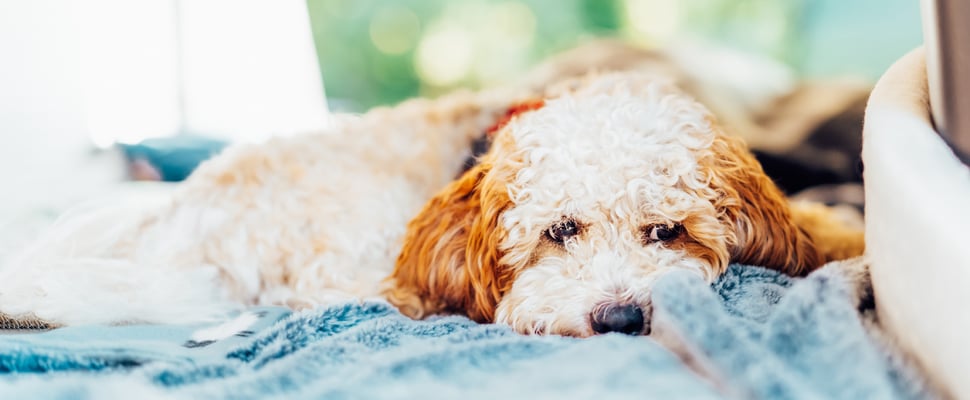 A cream-coloured Cockapoo laying down on a blue blanket.