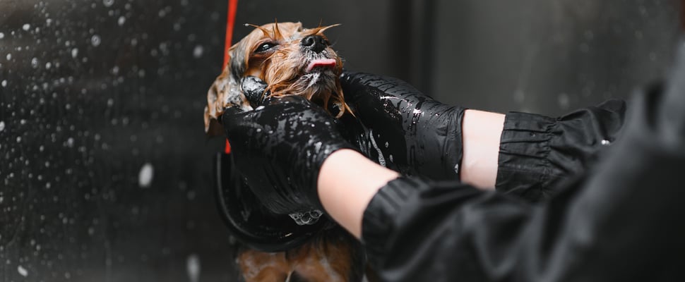 A puppy being bathed by a groomer.