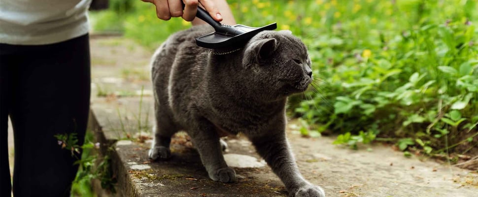 cat getting brushed