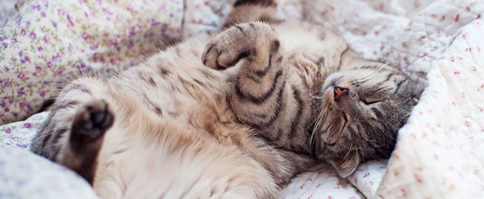 cat sleeping on back