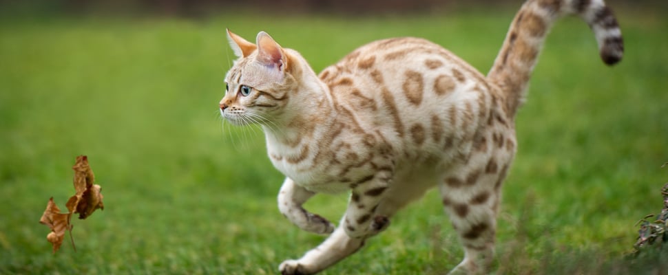 a bengal cat chasing a leaf outdoors