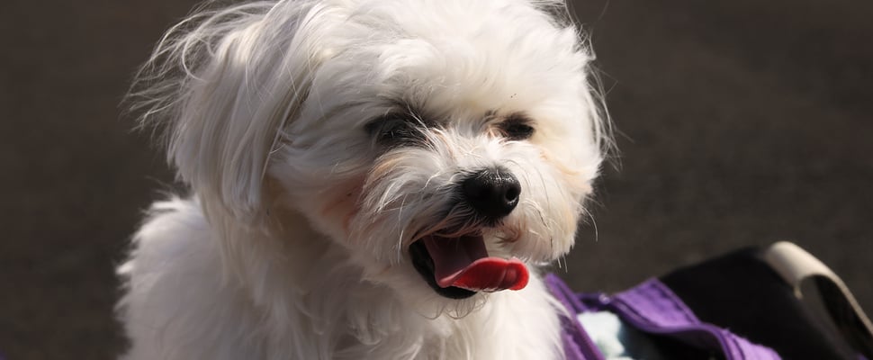 Little white dog with tongue out