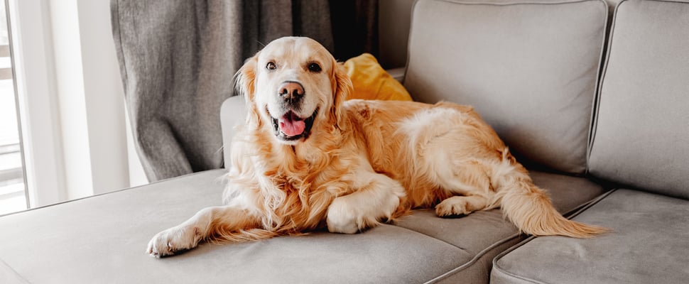 A golden retriever laying down on a sofa.