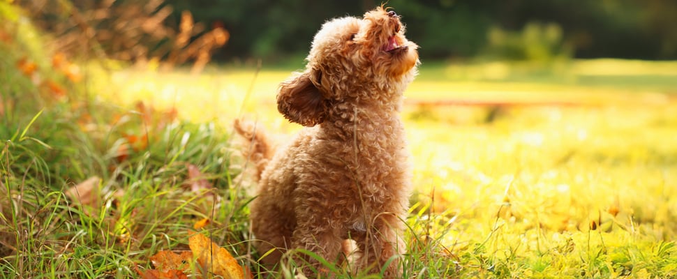 a brown maltipoo surrounded by leaves barking.