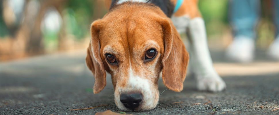 Beagle sniffing a leaf on the ground
