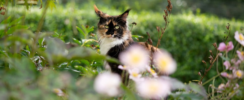 A fluffy cat peeking out behind a flower.