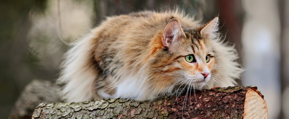 A forest cat laying down on a fallen log.