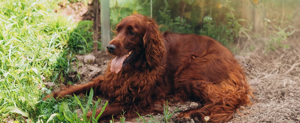 Red setter lying on ground with tongue out