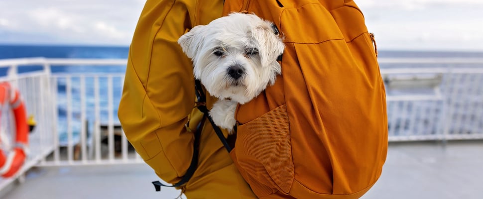 A white dog in a yellow backpack on a ship.