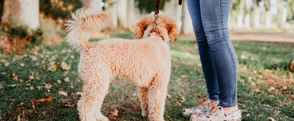 A cream-coloured Cockapoo standing on grass next to his owner wearing jeans.