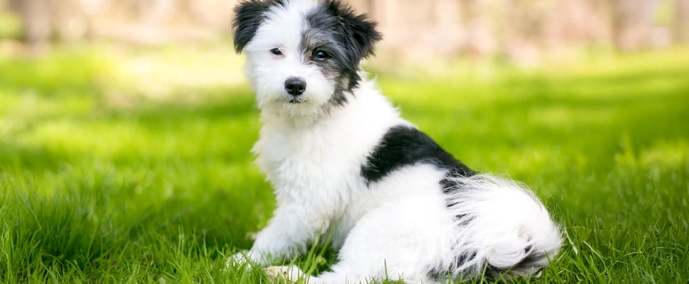 black and white maltipoo