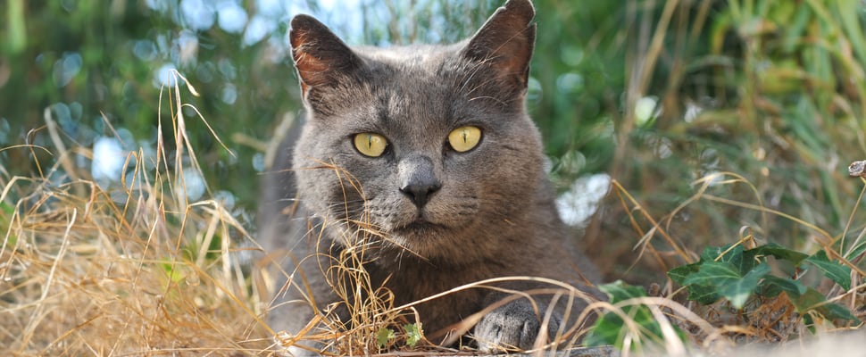 Grey Chartreux cat lying on grass staring into camera