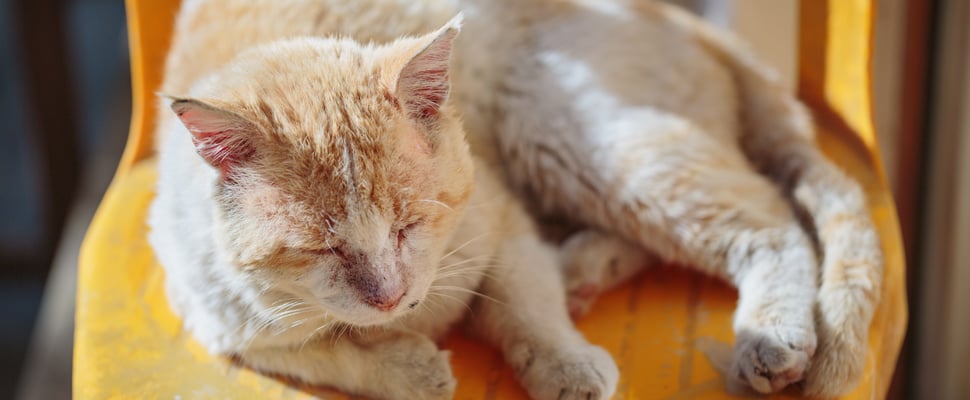 A ginger cat sitting on a yellow chair.