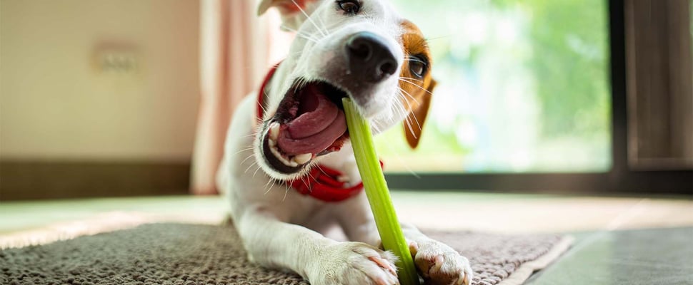 jack russell holding celery between his paws and eating it