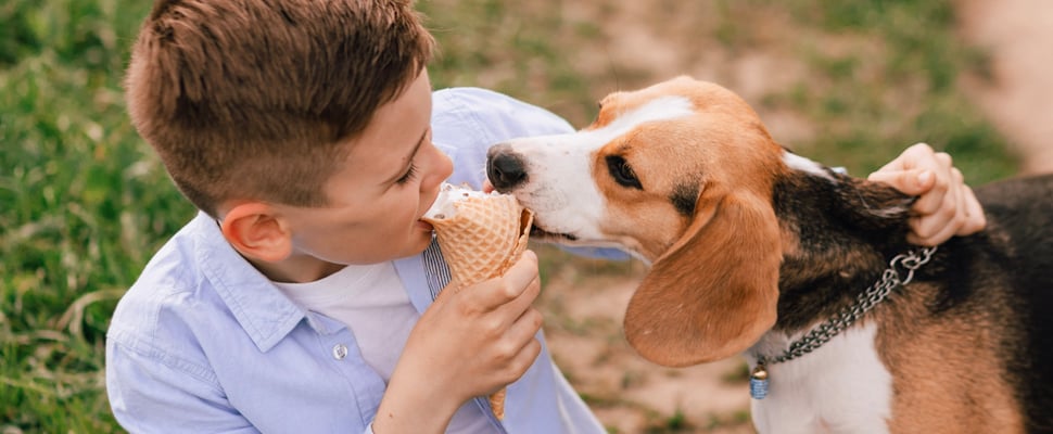 A beagle sharing an ice cream with a young boy.