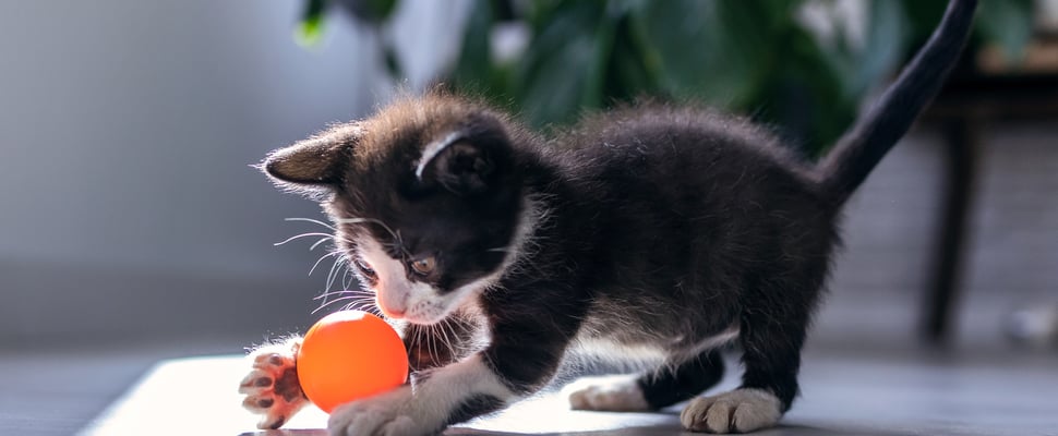 a black kitten playing with an orange ball