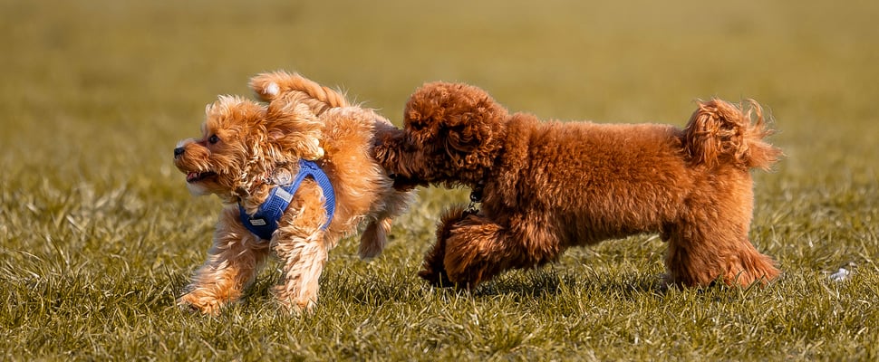two maltipoos chasing each other