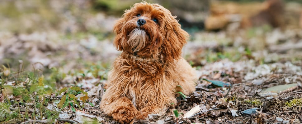 A ginger curly dog sitting in the woods.
