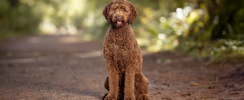 Portrait of brown labradoodle dog in forest.