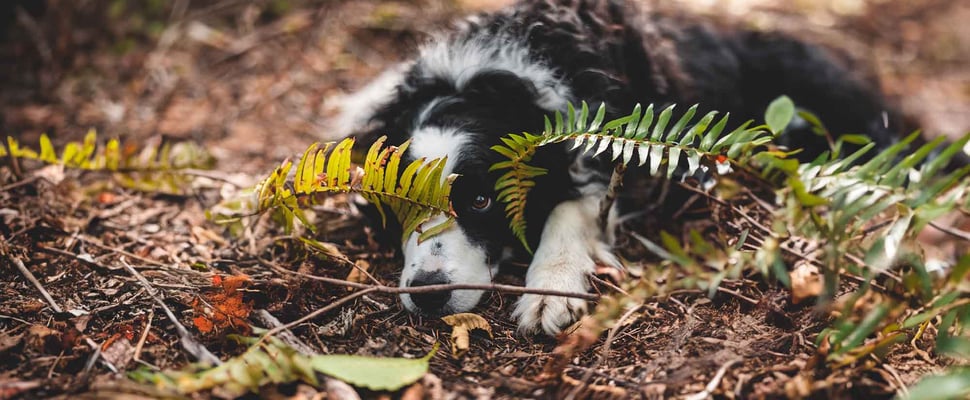 border collie looking under some leaves