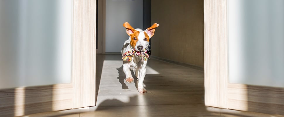 Dog running through house with toy in mouth