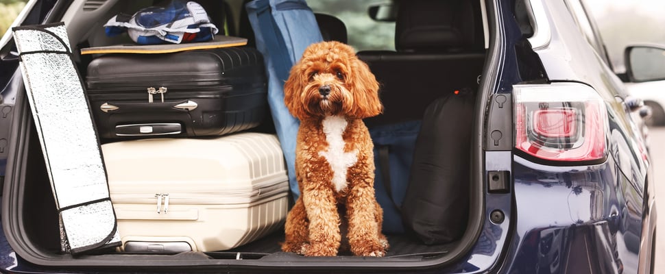 A Cavapoo sitting in a car boot.