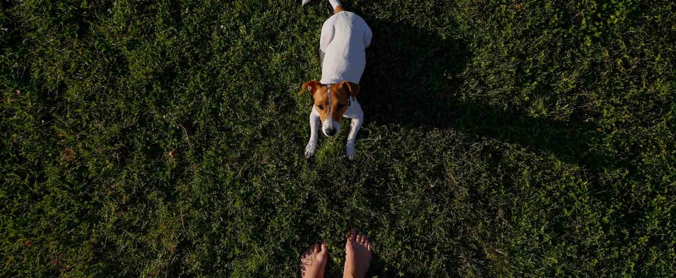 A dog looking up at its trainer