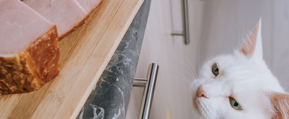 white cat looking up at ham on kitchen counter