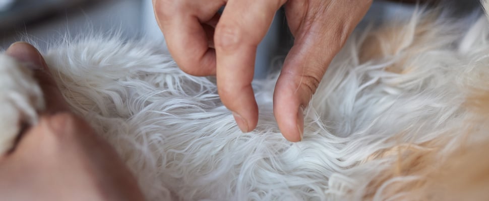 an owner looking closely at their pets skin tag