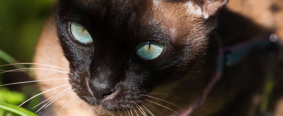 Close up of Tonkinese cat's face sitting in the sunshine