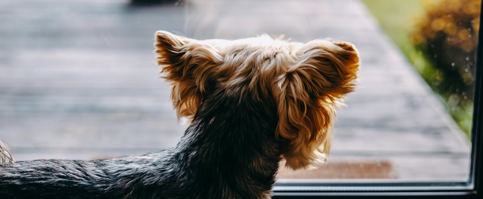 A yorkshire terrier looking out of a window.