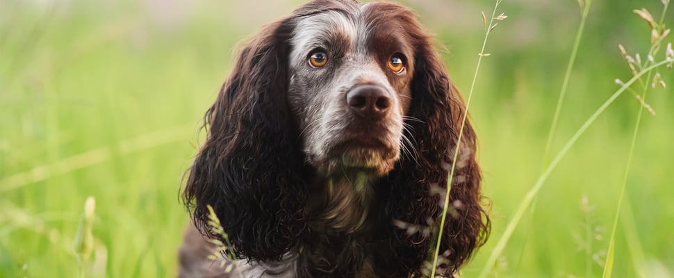 A brown and white springer spaniel sitting in grass.