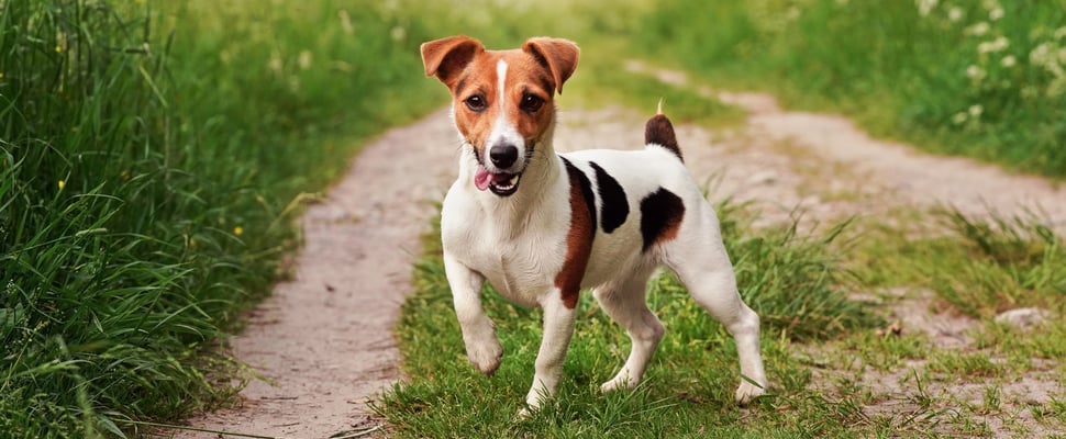 a jack russell standing on grass