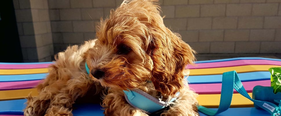 close up of cavapoo