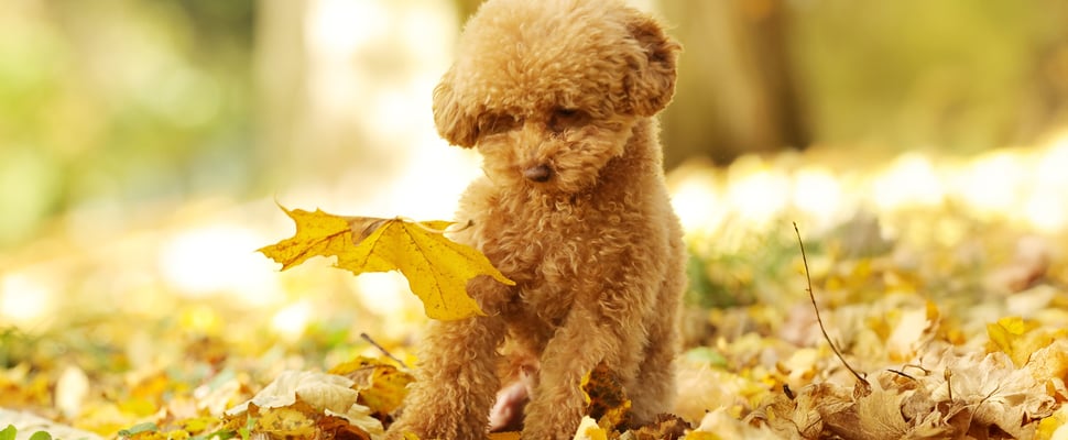 A puppy Maltipoo looking at a floating yellow leaf.