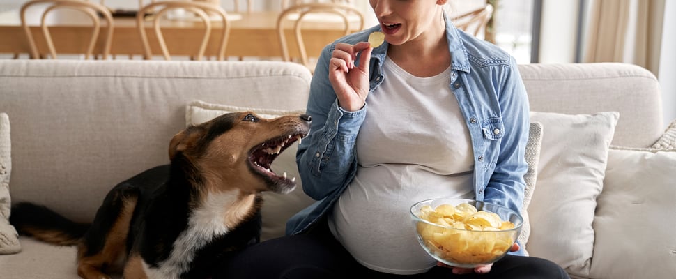 A dog laying on a couch trying to steal crisps from his pregnant owner.