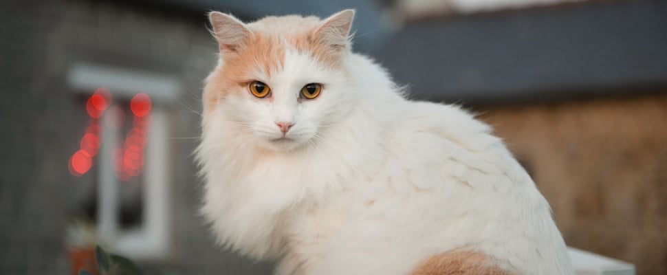White and orange Turkish Angora cat sitting on table outside