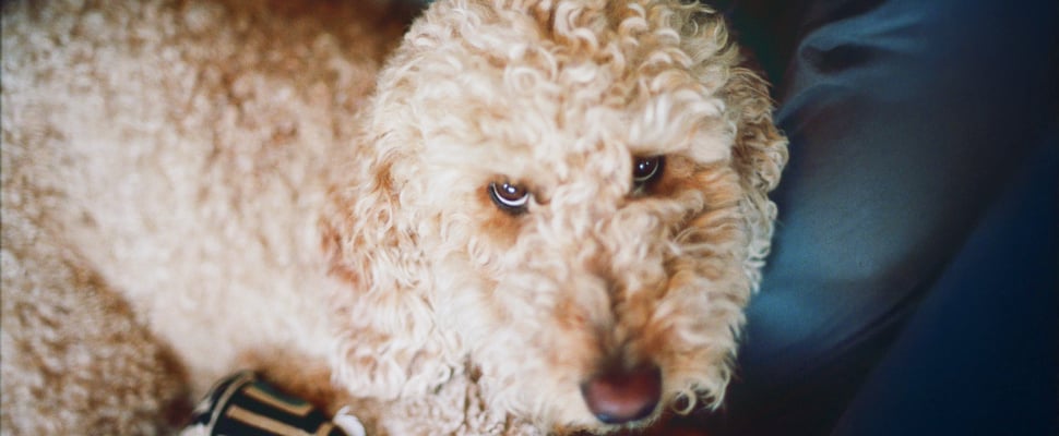 A labradoodle looking upwards.